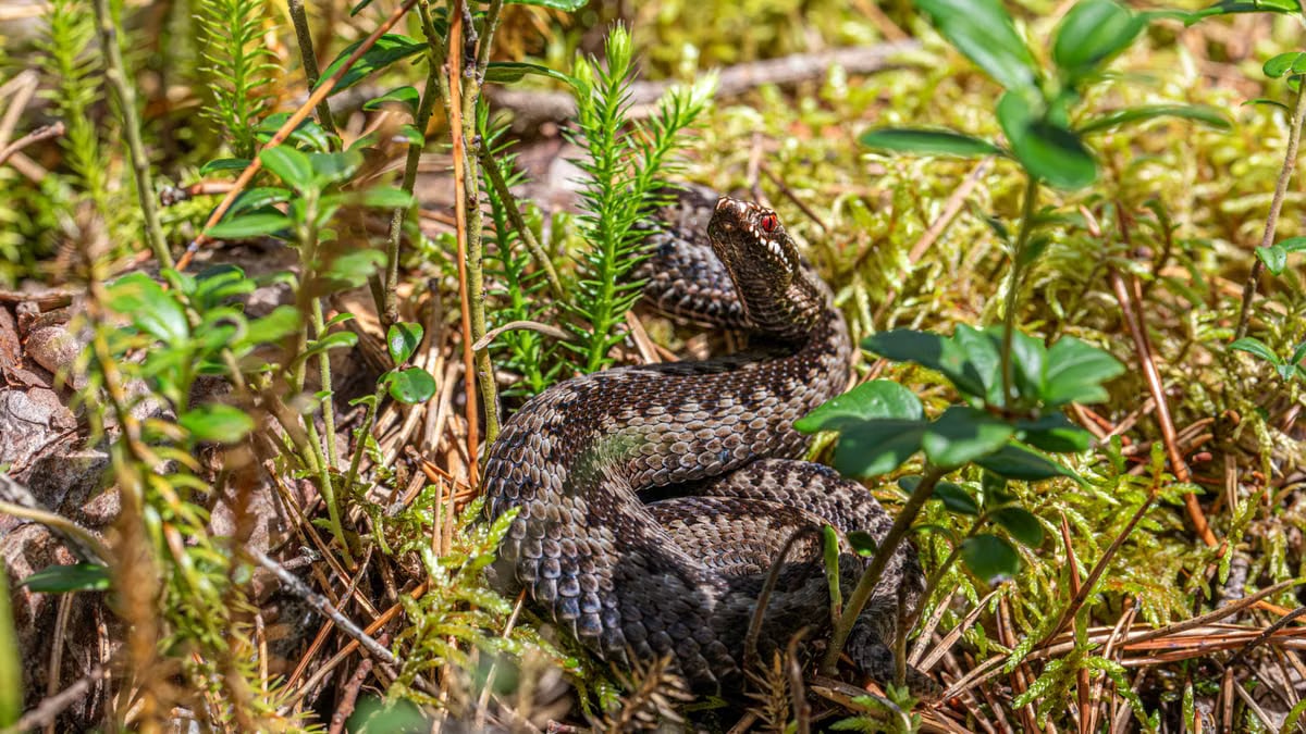Kuidas alustada tervislikku eluviisi